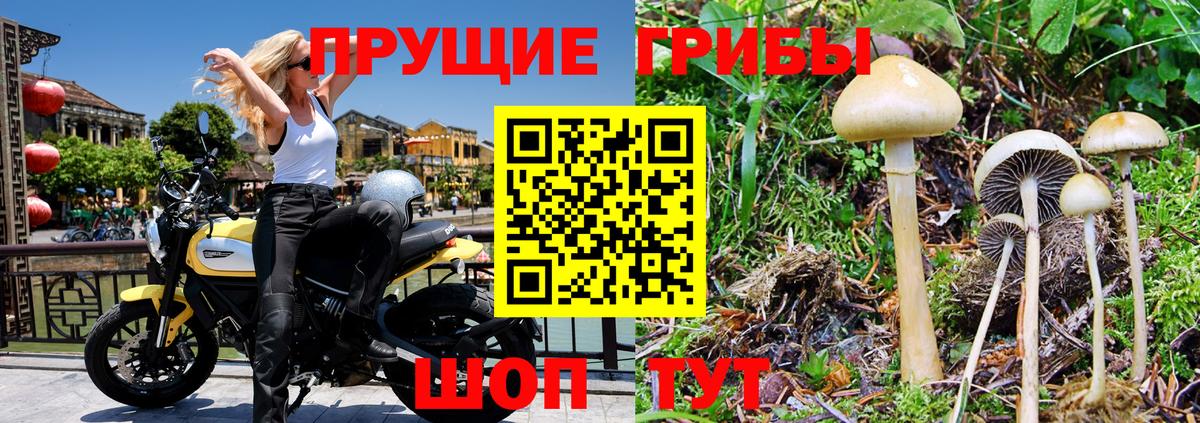Галлюциногенные грибы GOLDEN TEACHER  Вход с VPN  Дятьково 